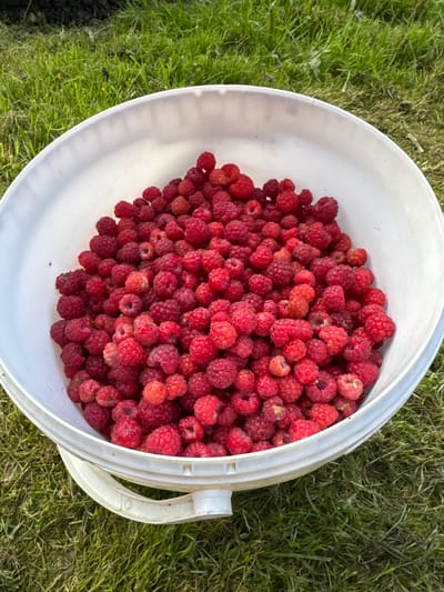 A white bucket is filled to the brim with ripe raspberries. The bucket rests on a patch of green grass, with a darker area of soil and foliage visible in the background. The image is shot from a slightly elevated angle, looking down into the bucket. The raspberries are a vibrant red, with some showing slight variations in color from lighter pink to deep crimson. The texture of the berries, with their segmented drupelets, is clearly visible. The lighting suggests it is daytime, with sunlight illuminating the scene. There are no people or animals present in the image. The specific location in Красный Ключ, Russia cannot be determined from the visual information provided.