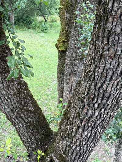 The image shows the textured bark of three trees in close proximity, with the focus on the rough, gray-brown surfaces covered in patches of dark green moss. In the background, a lush green lawn is visible, interspersed with trees and foliage, suggesting an outdoor, natural setting. There are no people or specific landmarks identifiable within the frame, and no information about the city of Sis, Azerbaijan, can be inferred from the visual content.