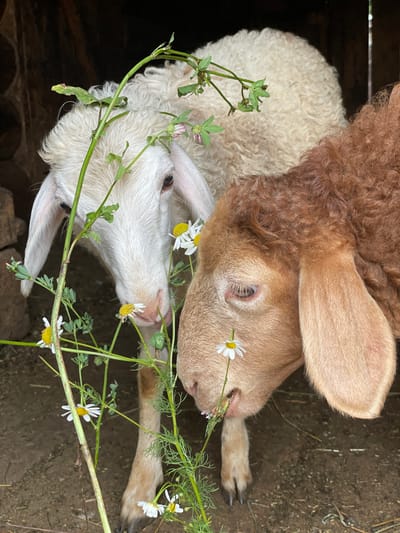 Two sheep are in a barn. One sheep is white with curly wool and is facing forward, with its head tilted down towards some daisies. The other sheep is reddish-brown with curly wool and is facing left, also looking at the daisies. Both sheep have their heads close together. Green stems with small white daisies are in the foreground, partially obscuring the sheep's faces. The background is dark and appears to be the interior of a barn made of rough wood. The ground is dirt. The location is the city of Сям-Можга, Russia.