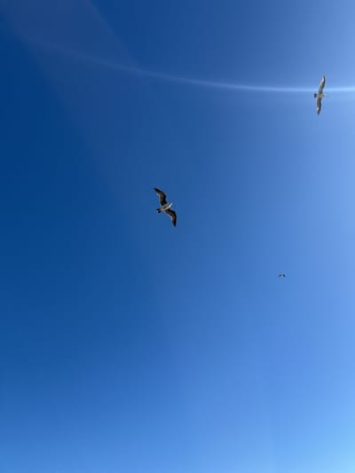 The image shows a clear blue sky with three seagulls flying. One seagull is located near the center of the image, another is in the upper right, and a third is smaller and further away, near the center-right of the frame. The location is likely Newport Beach, United States. There are linear light artifacts in the upper part of the image.