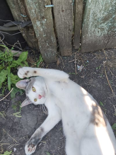 A white cat with gray patches is lying on its back on the ground, looking towards the camera. The cat has yellow eyes and a pink nose. Its left front paw is raised, showing paw pads with dark spots. The cat is in an outdoor setting, with dirt, dried leaves, and some green vegetation on the ground. In the background, there is a wooden fence made of vertical planks. The scene appears to be in the city of Mokshan, Russia, based on the provided context.