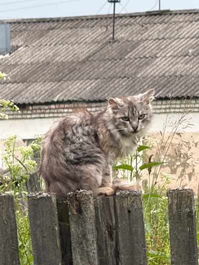 A fluffy gray cat with distinctive tabby markings is the primary subject of this outdoor photograph. The cat is positioned on a wooden fence, with its body largely obscured by its fur and the surrounding vegetation. Only its head and shoulders are clearly visible, and it appears to be looking towards the camera with a curious expression. The cat's fur is long and textured, giving it a somewhat wild appearance.
The setting is rural, suggested by the weathered wooden fence and the presence of overgrown grass and wildflowers. In the background, a gray, corrugated roof of a building is visible, further reinforcing the rural or possibly semi-abandoned location. The lighting suggests it's daytime, possibly late afternoon due to the soft light and shadows. The weather appears to be mild and sunny, conducive to outdoor activity for the cat.
The image is vertically oriented and the cat is slightly tilted, adding a dynamic feel to the composition. The focus is sharp on the cat's face, while the background elements are slightly blurred, drawing attention to the animal. The overall impression is one of a candid moment captured in a natural, untamed environment. No text is visible in the image. The location context provided is Большой Турыш, Russia.