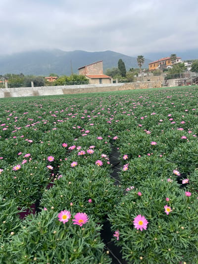 The image shows a field of pink daisies, likely cultivated for commercial purposes, with rows of plants visible. In the background, there's a landscape featuring buildings, possibly residential, set against a mountain range. The sky is overcast. Given the reference to Albenga, Italy, the location is likely in the surrounding agricultural area of that city, known for its floriculture.