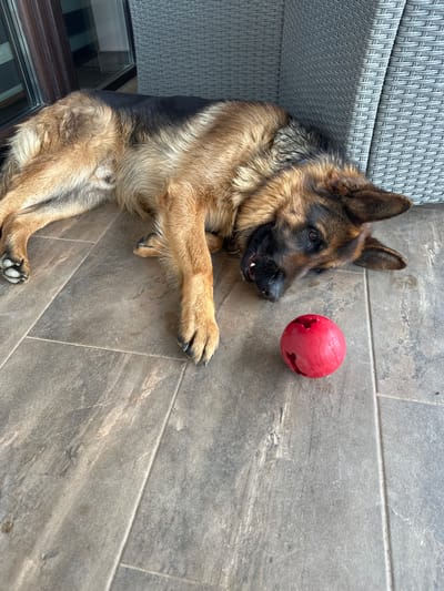 A German Shepherd dog lies on a gray tiled surface near a piece of furniture, its front paw extended towards a red, damaged ball. The scene is located outdoors, possibly a patio or deck in Pchelin, Bulgaria. The dog is lying down, its head near the ball, looking towards it. A small portion of a chair is visible in the upper left corner. Part of a window or glass barrier is visible in the lower left corner.