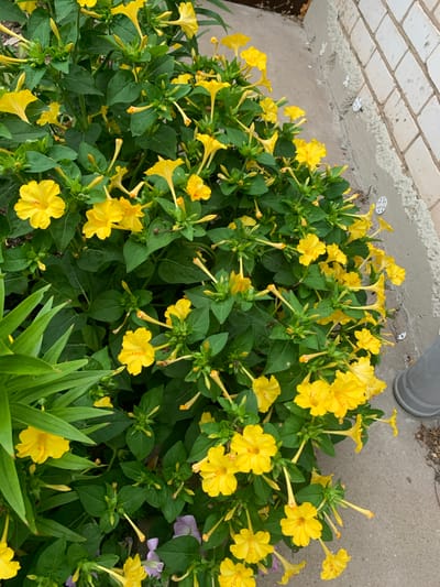 In the city of Zvanka, Russia, a dense cluster of yellow four o'clock flowers with green leaves is growing in front of a light gray concrete sidewalk and a light brick wall. The flowers are in various stages of bloom, with some fully open and others still in bud. The sidewalk is rough and uneven, with some loose gravel and debris. The brick wall is made of small, rectangular bricks and appears to be part of a building. The overall scene suggests an outdoor setting, likely a garden or a yard.