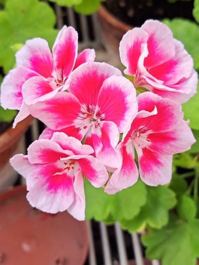 A close-up, overhead shot shows a cluster of five pink and white geranium flowers in full bloom. The petals are a bright fuchsia with white edges and intricate dark pink veins. The centers of the flowers reveal stamens and pistils. The flowers are surrounded by lush green leaves. In the background, a blurry terracotta pot and a dark brown soil bed are visible. The setting appears to be a garden or greenhouse. There are no people present. The image is devoid of any recognizable landmarks or indicators of the city of Kalinka, Russia.