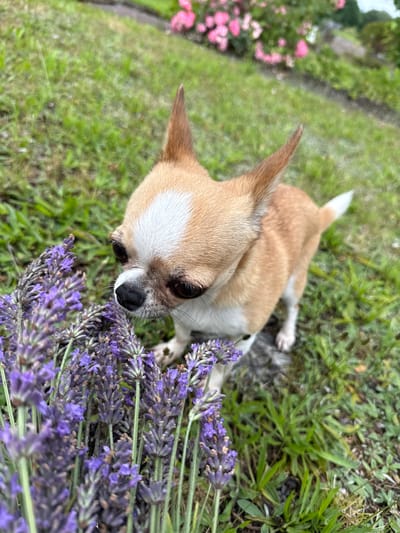 A small, tan and white Chihuahua dog is shown in a close-up shot, sniffing a cluster of purple lavender flowers. The dog's head is turned to the left, with its nose near the lavender. Its ears are pointed upright, and its eyes are dark and observant. The background is a grassy area with some out-of-focus pink flowers in the upper right corner. The image appears to be taken outdoors, possibly in a garden.