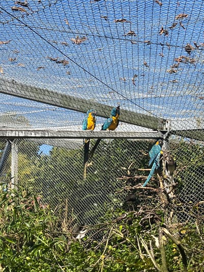 This image depicts an interior view of a large aviary located at the Parc Zoologique & Botanique de Mulhouse, France. Three Blue-and-Yellow Macaws (*Ara ararauna*) are visible within the enclosure. Two macaws are perched on a light-colored, horizontal structural beam in the upper center of the frame; the left macaw faces left, while the right macaw faces right with its head tilted upwards. A third macaw is perched lower and to the right on a complex structure of intertwined branches and foliage, facing right. The aviary features a wire mesh ceiling, through which a clear blue sky is visible. Numerous dry brown leaves are scattered and caught on the mesh, casting shadows. The enclosure's interior is densely populated with green leafy vegetation and various tree branches, forming a habitat. A small black and white passerine bird is partially visible amidst the lower left foliage. A dark-feathered bird is partially obscured behind the lower right macaw, positioned among branches.