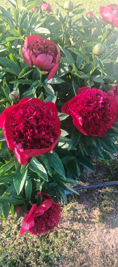 This is an outdoor, eye-level, vertical, medium shot of a patch of dark red peonies in bloom. The flowers are dense and layered with many petals, and some are partially open, revealing their textured centers. The peonies are surrounded by lush green leaves and several small, round, green buds. The ground beneath the plants appears to be a mix of dry soil, grass, and small green plants. In the background, the scene is out of focus but suggests a grassy area. The lighting indicates it is daytime, with the sun casting shadows and highlighting the petals. The image was taken in Melnikovo, Russia.