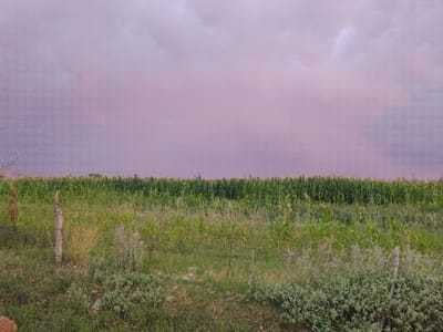 The image depicts a rural landscape at dusk or dawn, characterized by a pale, hazy sky with subtle pink and purple hues, indicative of twilight. The foreground is a mix of overgrown grassy areas and low-lying green shrubs. A weathered, cylindrical wooden post stands prominently on the left side of the frame, suggesting a fence line or boundary marker.

Behind this untamed foreground is a vast, neat field of tall, green crops, likely corn, stretching horizontally across the midground. The uniformity of the crop suggests agricultural cultivation. The distant background is obscured by the agricultural field, and beyond that, the sky dominates the upper half of the image.

There are no people or animals visible in the scene. The overall mood is serene and tranquil, with the soft lighting and the vast expanse of nature contributing to a sense of quietude. The location is identified as Сузак, Kyrgyzstan, which aligns with a rural, agricultural setting. The weather appears calm, with no strong winds evident in the vegetation. No text is visible in the image.