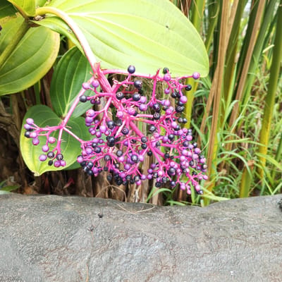 In Laugumba, Indonesia, a cluster of vibrant pink flowers and dark purple berries hangs from a plant. The plant has large, textured green leaves and is set against a backdrop of tall, green and brown stalks of vegetation. In the foreground, a rough, grey rock occupies the bottom portion of the frame, with small dark specks scattered across its surface. The lighting suggests it is daytime, with natural light illuminating the scene. There are no people or animals visible in the image.