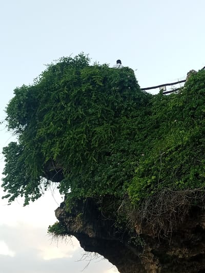 The image displays a steep, heavily vegetated cliff face under a bright, light-blue sky in Ziwa La Ng'ombe ward, Kenya. A dense covering of vibrant green foliage, predominantly vines and shrubs, blankets the majority of the rock formation. At the peak of the cliff, a single individual is visible from behind, wearing a white shirt with dark hair, positioned to observe an area to the left (out of frame). Adjacent to this person, on the upper right, a dark wooden railing or fence structure runs along the cliff edge, potentially part of a viewing platform. A light-colored, rectangular object, possibly a sign or fixture, is attached to this railing. The exposed lower sections of the cliff reveal dark, eroded rock with sparse, dry branches and smaller green plant growth. The sky transitions to a lighter, somewhat hazy appearance towards the bottom of the frame.