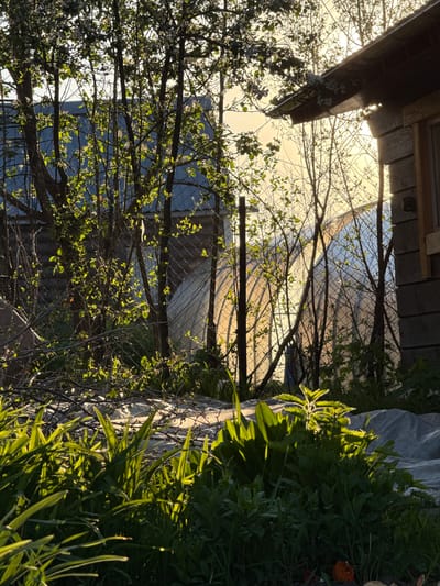 The image, captured in Minino Stantsiya, Russia, presents a sunlit outdoor scene, likely a garden or yard, with strong backlighting suggesting either sunrise or sunset.
In the foreground, a dark wooden structure, possibly the eaves of a roof or shed, extends from the top left (when oriented to view the sky at the top). Below and to its right, a dense array of tree branches, some with small green leaves and others with white blossoms, partially obscures the view.
A metal chain-link fence runs across the midground, visible through the intertwining branches. Beyond the fence, the background is a bright, hazy expanse, likely the sky illuminated by the low sun, or possibly a distant, reflective surface like water or a light-colored building.
To the right side of the frame, lush green foliage dominates, comprising various plants including tall grasses and broad-leafed greens. These plants are heavily back-lit, with the sunlight creating bright, luminous highlights along their edges and casting deep shadows. A white, semi-translucent garden row cover is visible among these plants, and a faint dark orange object, possibly a flower or decoration, is embedded within the foliage.
No people or animals are visible, and no specific activity is taking place; the image captures a static moment. The overall impression is one of natural beauty and tranquility, enhanced by the warm, golden light of the "golden hour." There is no visible text in the image.