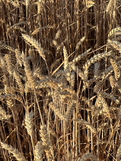 The image shows a close-up, overhead view of a dense field of dry wheat stalks. The wheat is golden-brown and appears to be mature. The stalks are tightly packed together, with many heads of wheat visible. The lighting suggests it is late afternoon, with sunlight casting long shadows and highlighting the texture of the wheat. The image is likely taken in Měnín, Czechia, a region known for its agricultural lands. There are no people or animals visible in the frame. The overall impression is one of natural abundance and the harvest season.