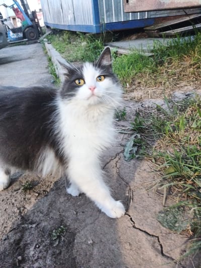 A medium-shot photograph captures a fluffy, grey and white cat with bright yellow eyes looking directly at the camera. The cat is positioned in the foreground, with its body angled slightly to the left and its head turned to face the viewer. Its fur appears long and soft, particularly around its chest and neck. The cat's left paw is extended forward, resting on a cracked, dusty surface.
The background reveals an outdoor setting with patchy green grass growing alongside a grey, concrete pathway or curb. Further in the background, a blue and grey corrugated metal structure, possibly a building or a shipping container, is visible. To the left of this structure, a portion of a blue and red forklift is partially visible, suggesting an industrial or service area. The overall environment appears to be a slightly neglected outdoor space within the city of Nepetsino, Russia. The lighting suggests it is daytime, with sunlight casting shadows.