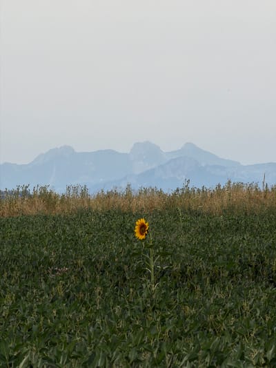 A lone sunflower stands tall in a field of green crops, its yellow petals a vibrant contrast against the muted landscape. In the background, hazy blue mountains rise against a pale sky, their peaks softened by distance. The scene is serene and quiet, suggesting a rural setting. The image does not depict the city of Gy, Switzerland.