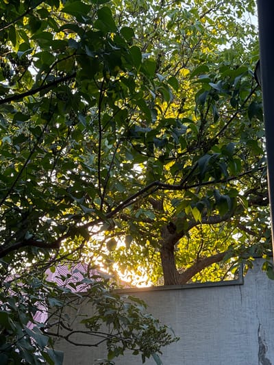 This image captures a sun-drenched view of a tree with lush green foliage, partially obscuring a light-colored, textured wall and a portion of a building with a pink roof in the background. The sunlight filters through the leaves, creating a dappled effect and highlighting the vibrant green. The scene appears to be an outdoor residential setting.