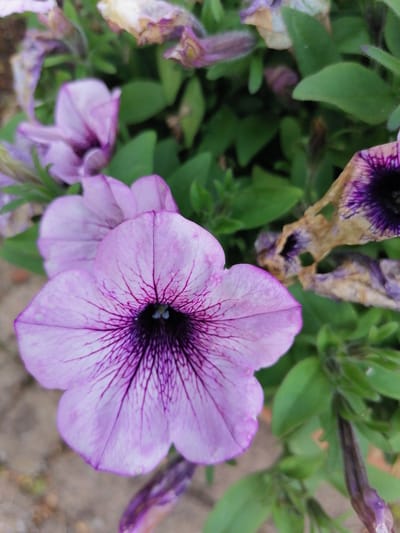 A close-up, eye-level, vertical shot shows a cluster of light purple petunias in bloom. The primary focus is on a large, open petunia in the foreground with dark purple veining extending from its center. To the left and behind it, a second, slightly blurred, open petunia of a similar color is visible. In the background, more blurred purple flowers and green leaves are present, along with some dried, brownish-purple petals suggesting the flowers are past their prime. The setting appears to be an outdoor garden, with some hints of a paved surface in the lower left corner. No people or actions are depicted.