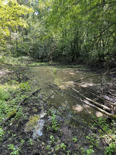 The image depicts a murky, shallow pond or swampy area in a wooded environment. The water is discolored and reflects the surrounding trees and sky. Numerous fallen branches and logs are submerged in or lying on the edges of the water. The ground around the pond is muddy and covered with dense green vegetation, including small plants and moss. The trees form a thick canopy overhead, with dappled sunlight filtering through the leaves, creating areas of light and shadow. The overall scene suggests a natural, wild setting, possibly a wetland or a forest clearing after a period of heavy rain or during a dry spell. There are no people or animals visible in the image.