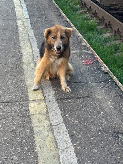A medium-sized, tan and brown dog is lying on a grey asphalt platform in Balezino, Russia. The dog is positioned along a white line painted on the platform. To the left of the platform is a railway track with vegetation visible between the rails. A pink number is visible near the edge of the platform. The dog faces the camera with its tongue slightly visible.