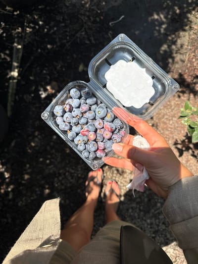 An overhead shot shows a person's hands holding an open plastic container of blueberries. The container is full of ripe blueberries, some of which appear to be slightly bruised or have red streaks. A white paper liner is visible inside the lid of the container. The person's right hand is holding a crumpled white tissue. The scene is outdoors with dappled sunlight and shadows on a dark, gravelly surface. In the background, the legs and feet of the person are visible, wearing flip-flops. The overall setting appears to be a rural or natural environment. The image may have been taken in Gedera, Israel, possibly at a blueberry farm or market, given the presence of fresh blueberries.