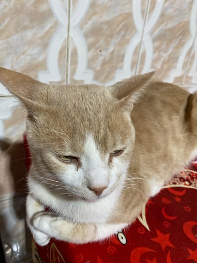 A light orange and white cat rests on a red cushion with a pattern of white crescents, spirals, and stars. The cat is lying on its back, with its front paws crossed. The background consists of a tile floor with a geometric pattern. The location is inferred as Sidi Chahmi, Algeria.
