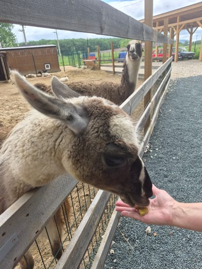 A person's hand is offering a piece of food to a llama at a petting zoo in Volzhskii, Russia. The llama's head is close to the fence, and its mouth is open, reaching for the food. In the background, another llama stands near a wooden fence. The environment appears to be an outdoor enclosure with sand and gravel on the ground. There are also some structures and trees visible in the distance.