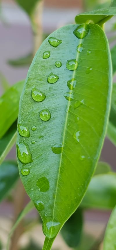 This media file is a close-up, eye-level shot of a vibrantly green leaf, likely from a plant with a somewhat waxy or glossy surface. The leaf is adorned with numerous small, clear water droplets, suggesting recent rainfall or dew. These droplets are distributed unevenly across the leaf's surface, with some appearing perfectly round and others elongated or irregular in shape, indicating the surface tension and the angle of the leaf. The texture of the leaf is subtly visible, with faint veins running through it, adding a layer of natural detail.
The background is softly blurred, creating a shallow depth of field that draws full attention to the leaf and its water droplets. The blurred background appears to consist of other green foliage and possibly hints of earthy tones, suggesting an outdoor, natural setting, potentially a garden or a natural landscape. The lighting is soft and diffused, indicating it could be overcast, early morning, or late afternoon, as there are no harsh shadows. The overall mood is serene and natural, highlighting the delicate beauty of water on a plant. There is no visible text in the image. The location context of "Овощной, Russia" provides a geographical setting for this natural scene.