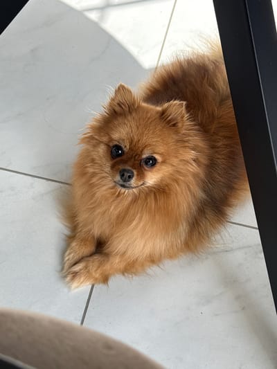A medium shot, taken from a low angle, depicts a brown Pomeranian dog lying on a light grey tiled floor. The dog is centered and facing upwards towards the camera, with its paws crossed. The scene appears to be indoors, possibly beneath furniture as a black leg of a table is visible in the upper left corner. Part of another object, possibly a chair, is visible on the right side of the frame.
There are no people visible in the image, and no apparent actions or interactions occurring. The focus is strictly on the dog in its current environment.
There is no information to indicate this image was taken in Olginskaya, Russia.