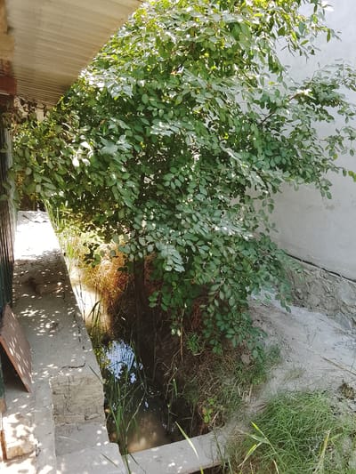 The image depicts a narrow, overgrown drainage ditch in Kasri Arifan, Uzbekistan. A large, leafy tree with dense foliage dominates the right side of the frame, casting shadows onto a concrete path and a bordering wall. The ditch itself contains murky water, reeds, and dry, straw-like vegetation. The left side of the image shows a concrete structure with metal bars, likely part of an exterior wall or fence, and some scattered bricks on the ground. The overall scene suggests an outdoor area that is somewhat neglected, with nature encroaching on man-made structures. There are no people or animals visible in the image.