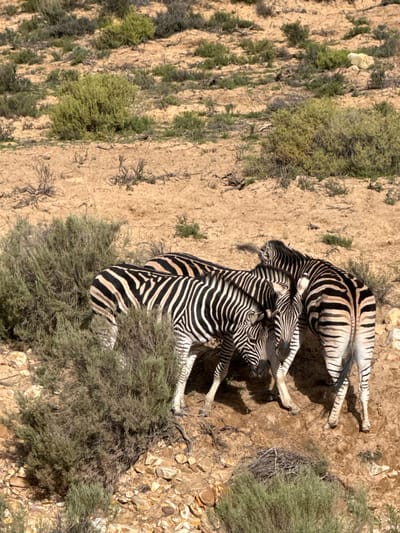 The image captures a group of zebras in a dry, arid, and rocky landscape. At least three distinct zebras are visible, with their iconic black and white striped coats. One zebra appears to be lying down or resting close to the ground, while at least two others stand upright nearby, their heads and upper bodies partially visible.
The scene is set on light brown, sandy, and stony terrain, indicative of a semi-arid or desert-like environment. Sparse, low-lying green and brown shrubbery and bushes are scattered across the ground, providing some coverage and contrasting with the light earth. Strong shadows cast by the zebras and vegetation suggest bright, direct sunlight, indicating a daytime setting, likely mid-morning or early afternoon, under clear skies.
The composition highlights the zebras against the natural backdrop, conveying a sense of wildlife in its natural habitat. The absence of human elements or structures emphasizes the wilderness. This type of environment and the presence of zebras are consistent with landscapes found in the Witzenberg Local Municipality, South Africa, as specified in the context. There is no visible text in the image.