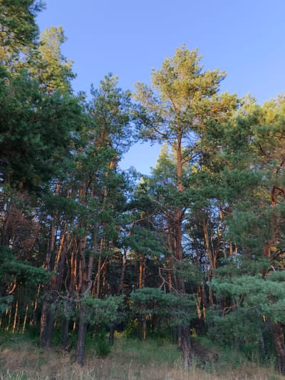 This media file depicts a dense forest of tall pine trees, their green needles catching the warm light of the setting sun. The sky above is a clear, vibrant blue, creating a serene and natural setting. The foreground is filled with dry grass and some green foliage, indicating a rural or natural landscape. The trees themselves are varied in height and thickness, with some appearing older and more gnarled than others. Sunlight filters through the branches, casting long shadows and highlighting the textured bark of the trees. The overall impression is one of a peaceful, untouched natural environment, possibly a forest or a wooded area on the outskirts of a rural location. The time of day appears to be late afternoon or early evening, given the quality of the light. There is no text visible in the image.