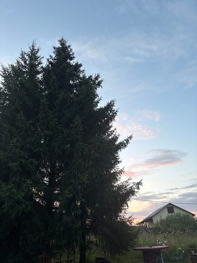In the city of Lyady, Russia, a tall, dark green spruce tree dominates the left side of the frame, its dense foliage silhouetted against a pale blue sky streaked with wispy clouds tinged with pink and orange hues from a setting sun. In the background, a light-colored, multi-story house with a dark-framed window stands nestled amongst lush green foliage. The foreground is partially obscured by the tree's lower branches and shows glimpses of outdoor furniture, including a wooden bench and what appears to be a red table with metal legs. The overall scene captures a tranquil evening in a rural setting.