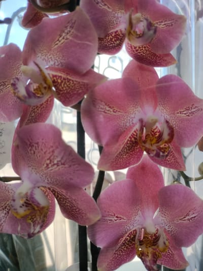 The image displays a close-up of several pink orchids with yellow and maroon markings on their petals. The orchids are in bloom and appear to be healthy, with vibrant colors and delicate textures. The lighting suggests an indoor setting, possibly near a window, as evidenced by the soft, diffused light and the faint reflections on some surfaces. The background is blurred, with hints of what might be curtains or blinds. The composition focuses on the intricate details of the orchid flowers, highlighting their natural beauty. There is no discernible location in the city of Kalach, Russia, or any people, actions, or interactions present in the image.