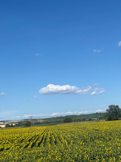 The image depicts a vast field of blooming sunflowers stretching towards rolling hills under a clear blue sky dotted with scattered white clouds. The sunflowers are planted in neat rows, creating a vibrant yellow carpet that dominates the lower half of the frame. In the middle ground, a solitary utility pole stands amidst the field, and a line of trees borders the horizon. The distant hills exhibit a patchwork of agricultural fields and vineyards, characteristic of the rural landscape. The scene is set in Rakvice, Czechia, on a bright, sunny day, conveying a sense of natural beauty and agricultural productivity.