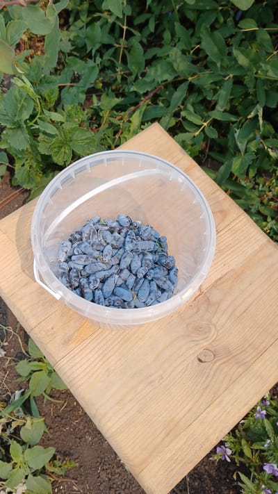 A clear plastic bucket filled with ripe, dark blue honeysuckle berries sits on a wooden plank. The bucket is positioned in the center of the plank, which is placed outdoors amidst green foliage and dark soil. The background consists of dense green leaves and branches, suggesting a natural, possibly garden setting. Small purple flowers are visible in the lower right corner of the image, near the edge of the wooden plank. The lighting indicates a bright, sunny day. The overall scene is likely from Kolyvan, Russia, given the context of the honeysuckle harvest. There are no people or animals visible in the image.