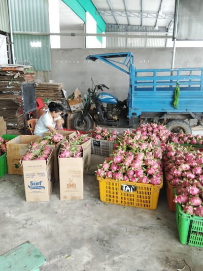 In Phú Sơn, Vietnam, a woman is working in a warehouse filled with dragon fruit. She is sitting on a red chair, sorting through the pink fruit. The warehouse is large and industrial, with a concrete floor and a corrugated metal roof. A blue truck and a motorcycle are parked in the background, along with stacks of cardboard boxes. Numerous baskets and boxes are filled with dragon fruit, ready for distribution. The scene depicts a busy agricultural processing facility.