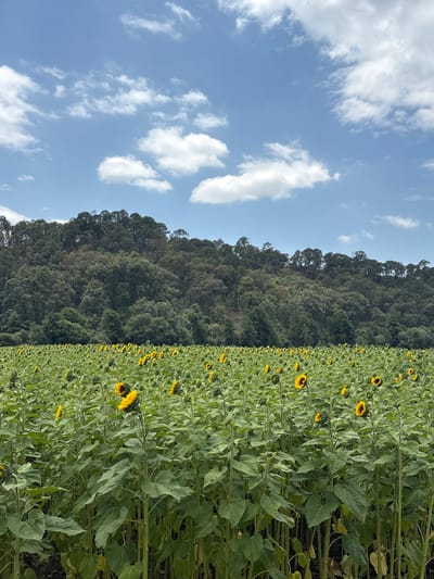 The image depicts a sunflower field in Real de Arriba, Mexico. The sky is blue with scattered white clouds. A forested mountain ridge borders the field on one side. The field is filled with sunflowers, most of which are in bloom. The plants are green and leafy, densely packed together.