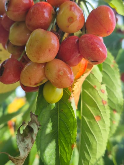 The image shows a cluster of ripening Rainier cherries on a tree. The cherries range in color from pale yellow to red, indicating different stages of ripeness. Green leaves are visible behind the cherries. One leaf is dried and partially eaten. The location is not discernible. The image appears to be a close-up shot taken in natural light.