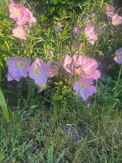 The image displays a close-up view of numerous pale pink to lavender-colored flowers, likely evening primroses (Oenothera species), blooming in direct sunlight. Each flower exhibits four broad petals, a distinct yellow center, and fine white stamens. The blossoms are densely clustered in the mid-ground and background, intertwined with vibrant green stems and leaves of varying shapes. Strong, directional sunlight illuminates the scene, casting subtle shadows on the petals and highlighting the textures of the foliage. The foreground consists of a mix of green grass, some dried grass blades, and visible dark soil patches. No individuals, animals, or artificial structures are present. The environment is an outdoor, natural setting in the city of Bryastovets, Bulgaria.