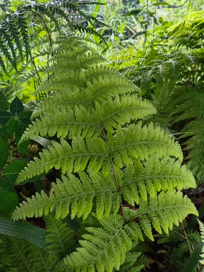 The image presents a close-up, matter-of-fact view of dense, vibrant green foliage located within the city of Kyauk Hsoke, Myanmar. The primary subject is a large, healthy fern frond positioned centrally, displaying a bright green coloration. This frond is bipinnately compound, with numerous finely serrated leaflets (pinnae) meticulously arranged along its central stem, tapering towards the upper portion of the frame. The background consists of an indistinct mass of other green plant matter, including additional fern fronds and various broad leaves, suggesting a lush, natural, and overgrown environment. No individuals, animals, specific objects beyond vegetation, or discernible actions or interactions are present in the scene.