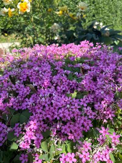 The image shows a dense patch of blooming pink-purple flowers with green clover-shaped leaves. The flowers are clustered tightly together, creating a carpet-like effect. The background features blurred greenery, suggesting a garden or natural environment. To the left, blurred yellow and white flowers are visible. The location is unknown.