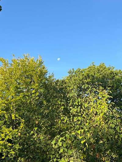 The image depicts a clear blue sky with a full moon visible in the upper center. In the foreground, lush green trees dominate the frame, with sunlight illuminating the leaves. The image was taken in Sonchamp, France. There are no people or animals present in the scene. The environment is natural and serene.