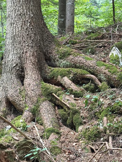 A large tree trunk with exposed, moss-covered roots dominates the foreground of this image. The tree is situated on a forest floor covered in dry leaves, twigs, and moss. The background shows more trees and foliage, suggesting a natural forest environment. The image is taken at an upward angle, focusing on the base of the tree and its root system. The scene appears to be a natural, undisturbed part of a forest.