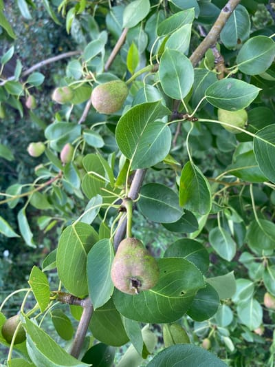 A close-up, eye-level shot captures unripe pears on a tree branch, set against a backdrop of green leaves and a blurred background. The pears are small, round to oval in shape, and a mix of light green and pinkish-brown hues. Some are partially obscured by the foliage. The tree branch is textured and brown, with visible smaller stems and leaf veins distinctly rendered. The overall lighting is natural, suggesting an outdoor environment. The scene is located in the village of Michurinsky, in the Michurinsky rural district of Kazakhstan.