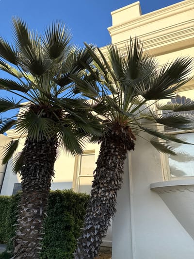 Two mature palm trees with rough, fibrous trunks and feathery fronds stand in front of a cream-colored building in Glendale, California. The building features ornate architectural details, including a decorative cornice and arched windows. A neatly trimmed green hedge runs along the base of the building, partially obscuring the lower portions of the palm trees. The sky above is a clear, vibrant blue. The scene is lit by natural sunlight, casting shadows on the building.