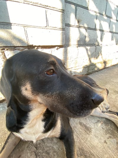 A medium shot shows a black and tan dog lying on a concrete surface in front of a brick wall. The dog is in profile, facing right, with its head turned slightly towards the camera. The dog's fur is black on its head and back, with tan markings on its face and chest. The brick wall behind the dog is light gray and appears weathered. Sunlight casts shadows on the wall, suggesting it is daytime. The image does not contain any information about the city of Pervomaisk, Ukraine.