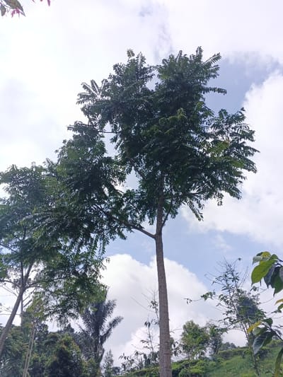 The image displays an upward-angled view of a natural environment in Nanlao, China, dominated by trees against a sky. A tall, slender tree with dark green, compound foliage stands centrally on the right, its textured brown trunk ascending vertically. To its left, another similar tree trunk is partially visible, also bearing dense green leaves. Further in the background, a variety of vegetation is present, including another tree with fan-like fronds, possibly a palm, and numerous other green trees and shrubs covering a sloping, verdant hillside. The upper portion of the frame features a bright sky with scattered white and light gray cumulus clouds, interspersed with patches of clear blue sky. No human figures or man-made structures are visible. The scene is illuminated by natural daylight.
