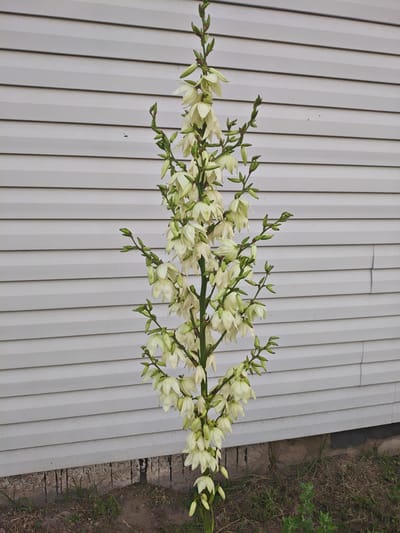 A tall stalk of Yucca flowers is shown in front of a grey vinyl-sided building. The stalk is covered in numerous white, bell-shaped flowers and green buds, extending upwards with branching stems. The building's siding is horizontally oriented and appears to be slightly damp. At the base of the building, a rough stone foundation is visible, with sparse patches of dry grass and soil. The scene is situated outdoors, with no people or specific actions depicted. The setting appears to be a residential area, likely a yard, in the Гарочыцкі сельскі Савет region of Belarus.