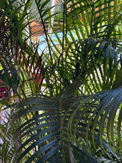 The image depicts a close-up view through palm tree foliage, with glimpses of buildings and sky visible in the background. The predominant colors are various shades of green, with some brown and reddish-brown hues in the older or dying palm fronds. The palm leaves are densely packed, creating a layered effect. The location is Davie, United States of America, indicated by the type of foliage and architectural styles visible in the background. No people are visible in the image.